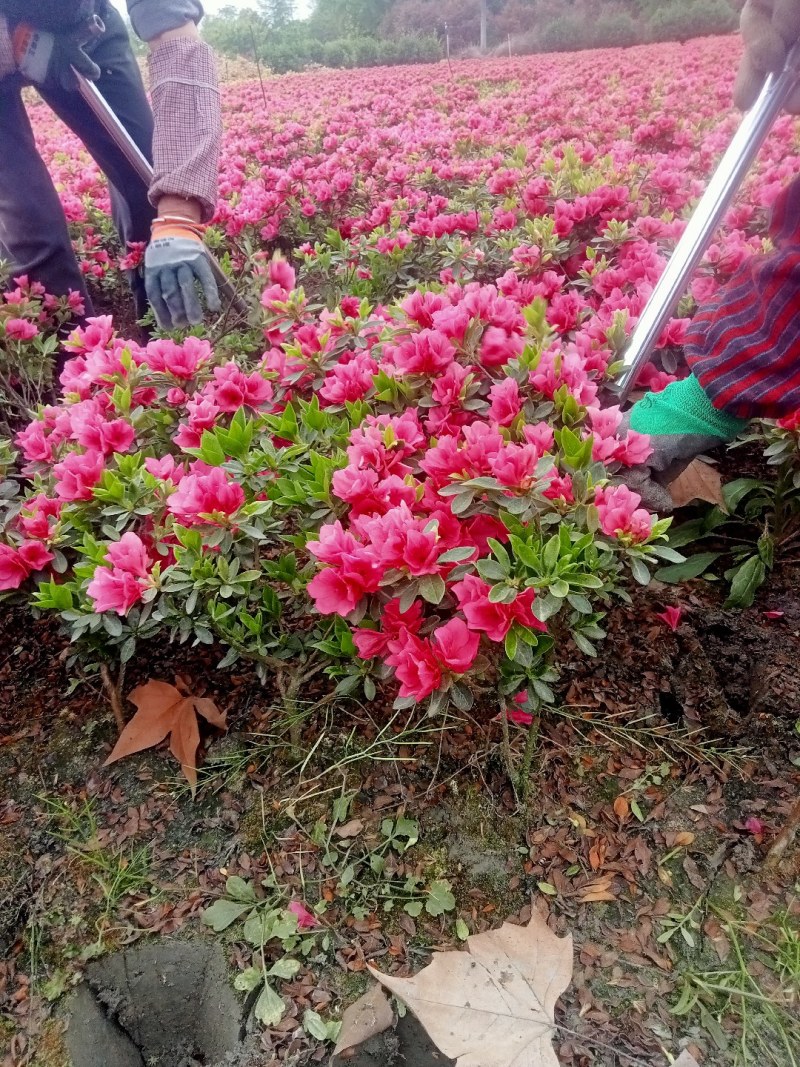 30高春鹃自1产8自0销8量4大8从6优2欢6迎3惠8顾