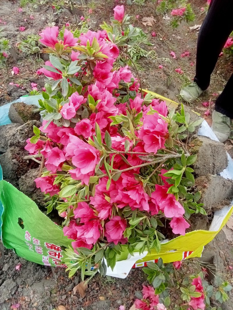 30高春鹃自1产8自0销8量4大8从6优2欢6迎3惠8顾