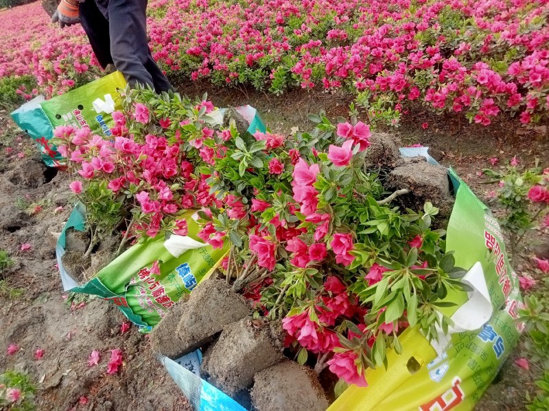30高春鹃自1产8自0销8量4大8从6优2欢6迎3惠8顾