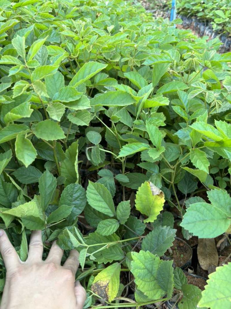 黄花风铃木