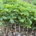 黄花风铃木