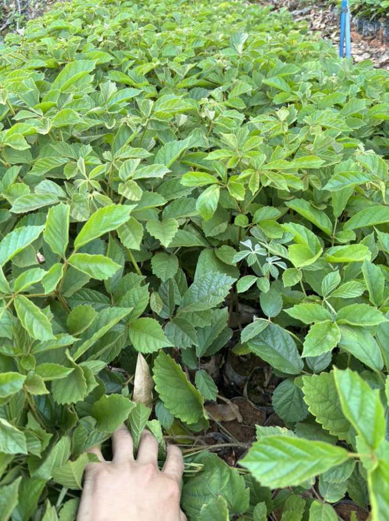 黄花风铃木
