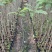 蓝花楹