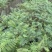 蓝花楹