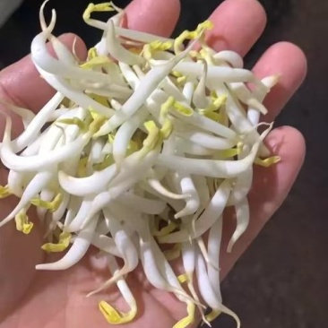 胖豆芽