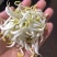 胖豆芽