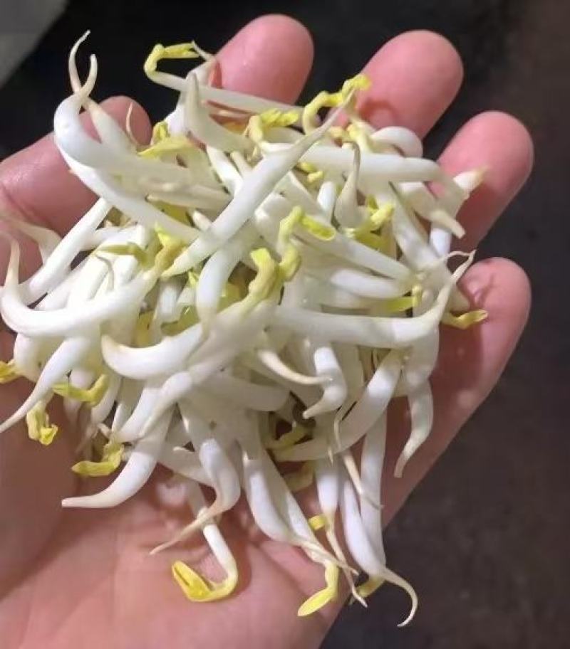 胖豆芽