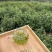 皖南高山汀溪兰香茶