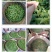 皖南高山汀溪兰香茶