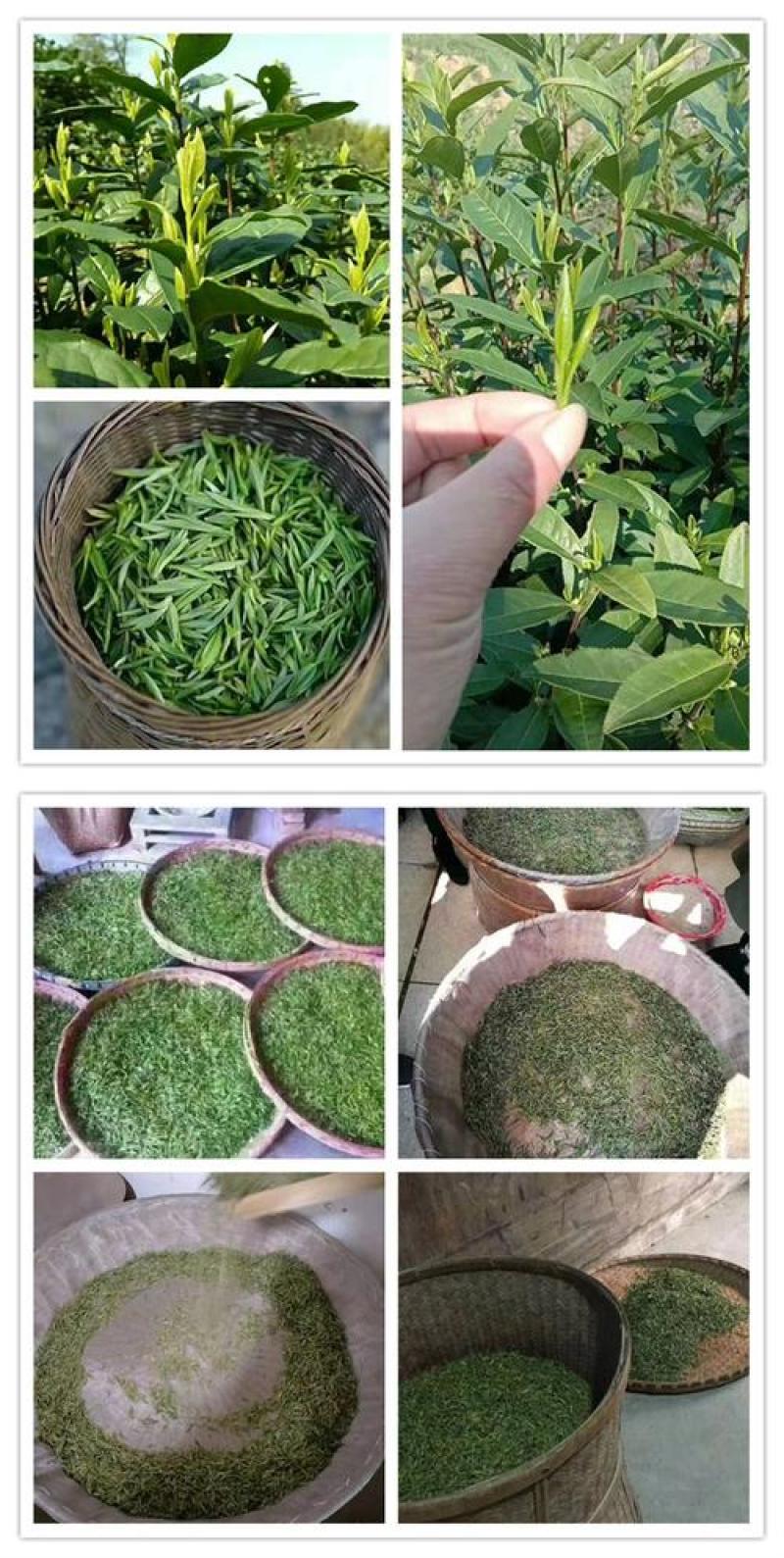 皖南高山汀溪兰香茶