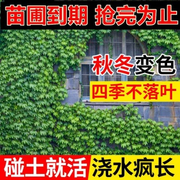 基地直销爬山虎大苗五叶地锦三叶爬山虎工程绿化苗木专用