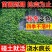 基地直销爬山虎大苗五叶地锦三叶爬山虎工程绿化苗木专用