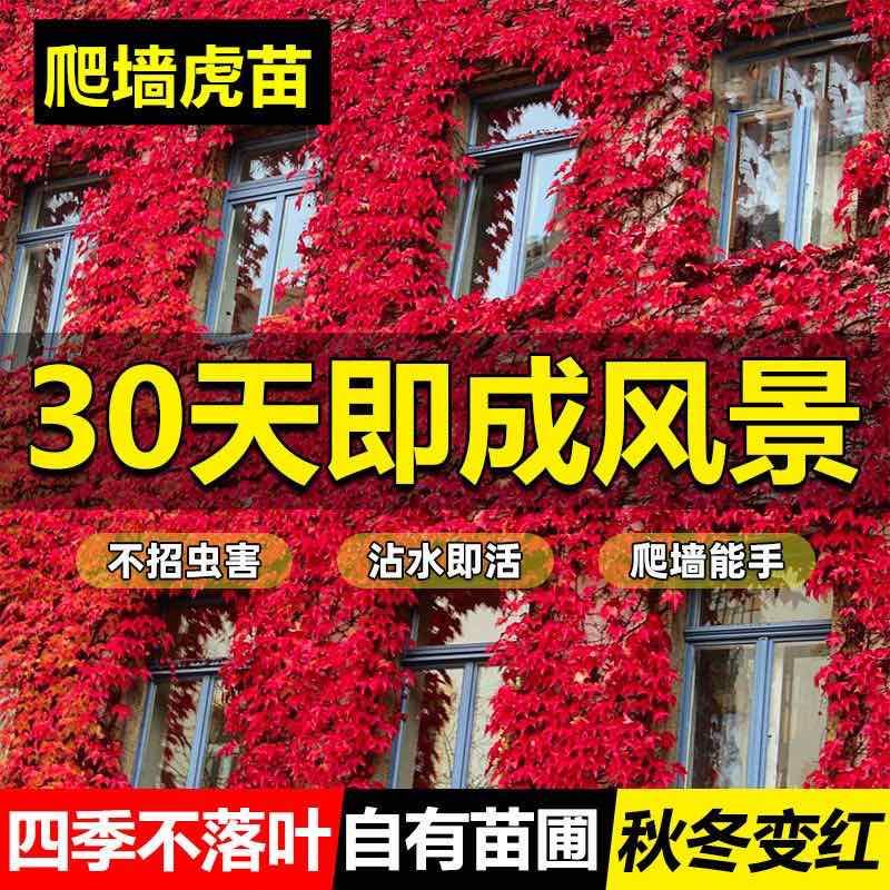 基地直销爬山虎大苗五叶地锦三叶爬山虎工程绿化苗木专用