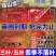 基地直销爬山虎大苗五叶地锦三叶爬山虎工程绿化苗木专用