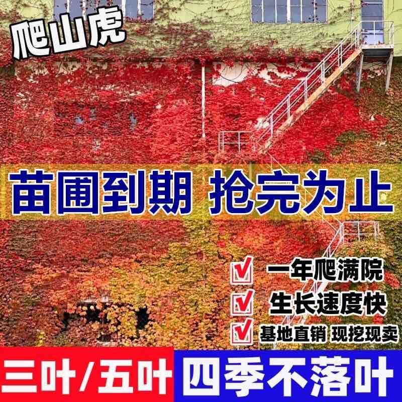 基地直销爬山虎大苗五叶地锦三叶爬山虎工程绿化苗木专用