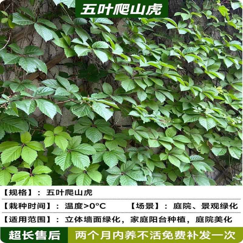 基地直销爬山虎大苗五叶地锦三叶爬山虎工程绿化苗木专用