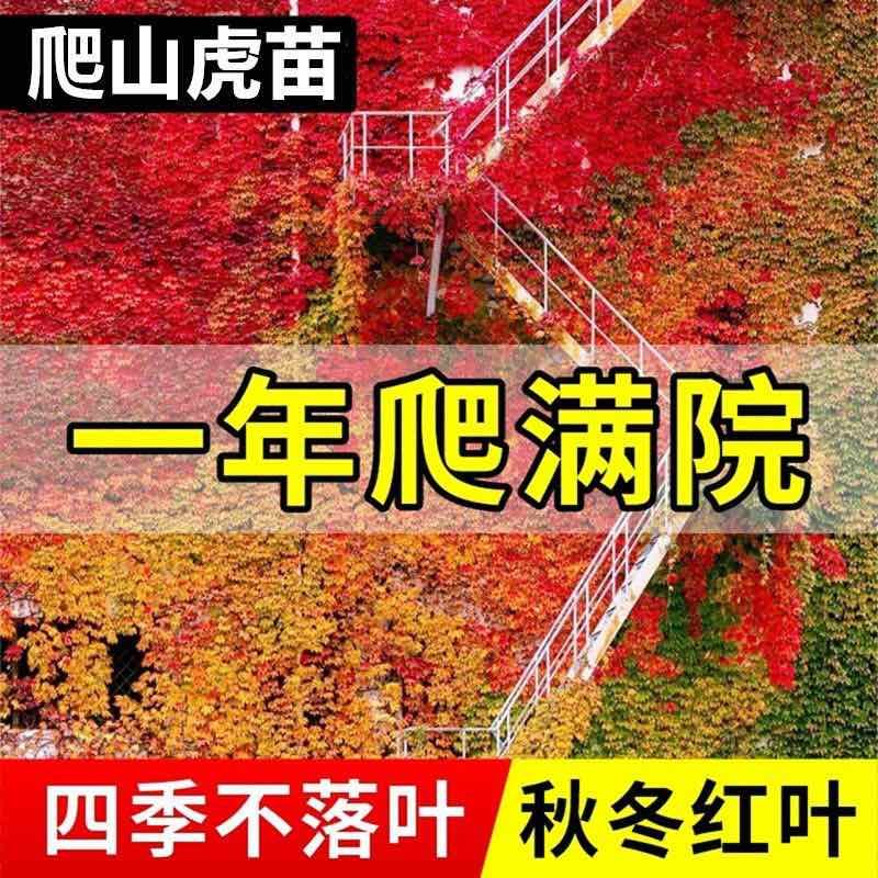 基地直销爬山虎大苗五叶地锦三叶爬山虎工程绿化苗木专用