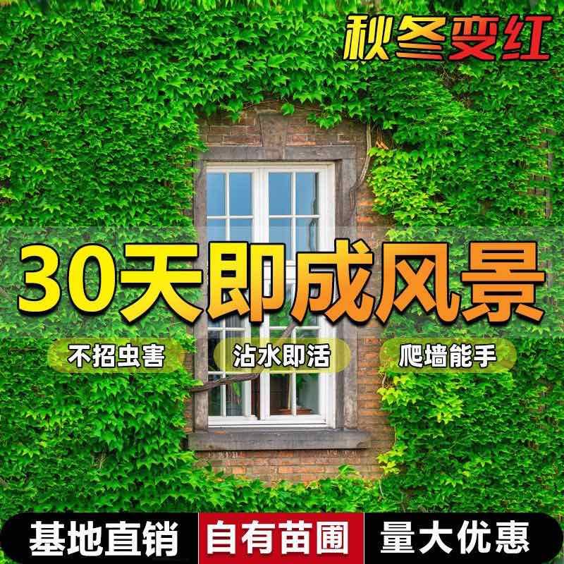 基地直销爬山虎大苗五叶地锦三叶爬山虎工程绿化苗木专用