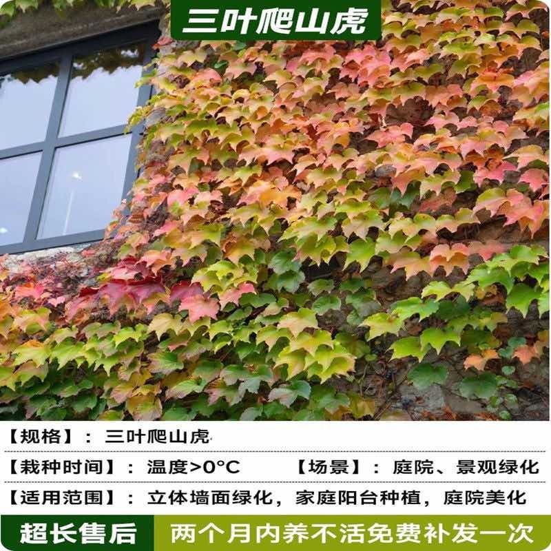 基地直销爬山虎大苗五叶地锦三叶爬山虎工程绿化苗木专用