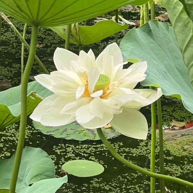 食用藕种苗粉藕脆藕浅水藕深水藕家庭荷花盆栽大型观赏池塘连莲藕