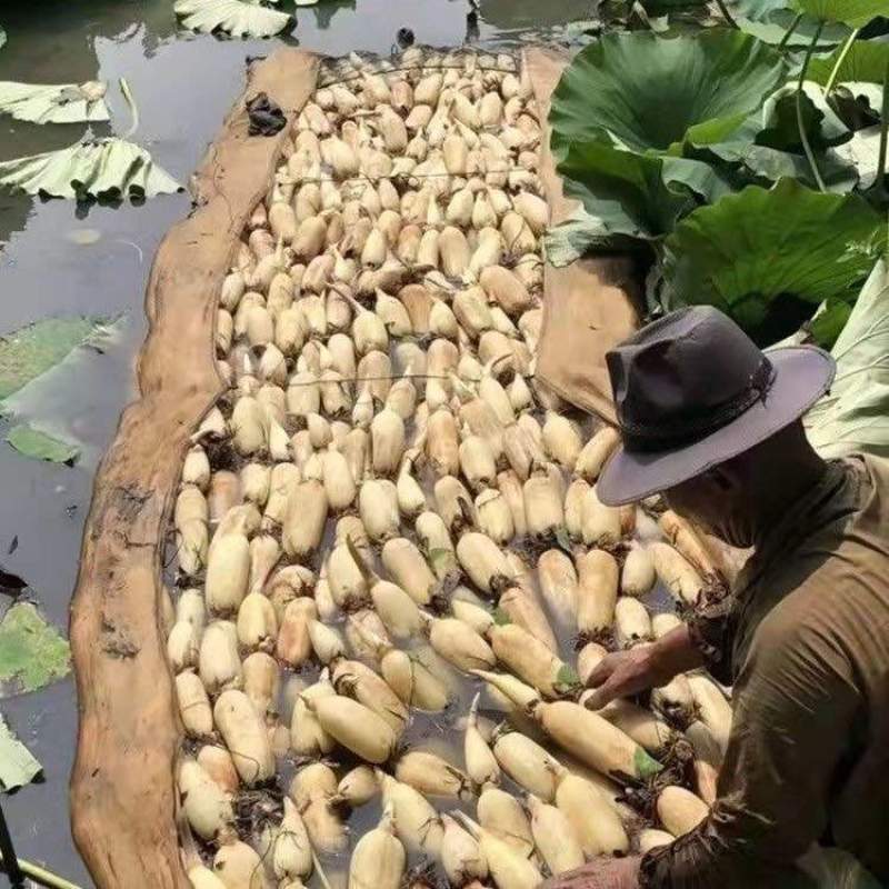 食用藕种苗粉藕脆藕浅水藕深水藕家庭荷花盆栽大型观赏池塘连莲藕