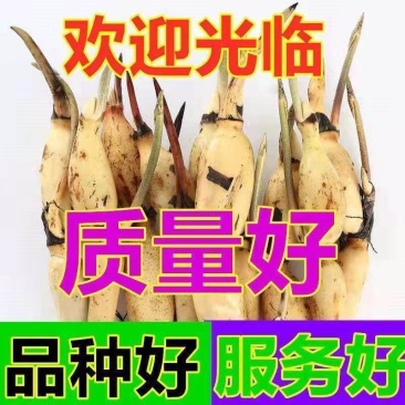 食用藕种苗粉藕脆藕浅水藕深水藕家庭荷花盆栽大型观赏池塘连莲藕
