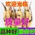 食用藕种苗粉藕脆藕浅水藕深水藕家庭荷花盆栽大型观赏池塘连莲藕