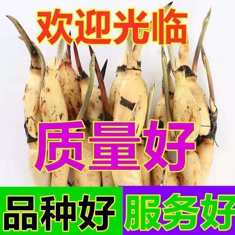 食用藕种苗粉藕脆藕浅水藕深水藕家庭荷花盆栽大型观赏池塘连莲藕