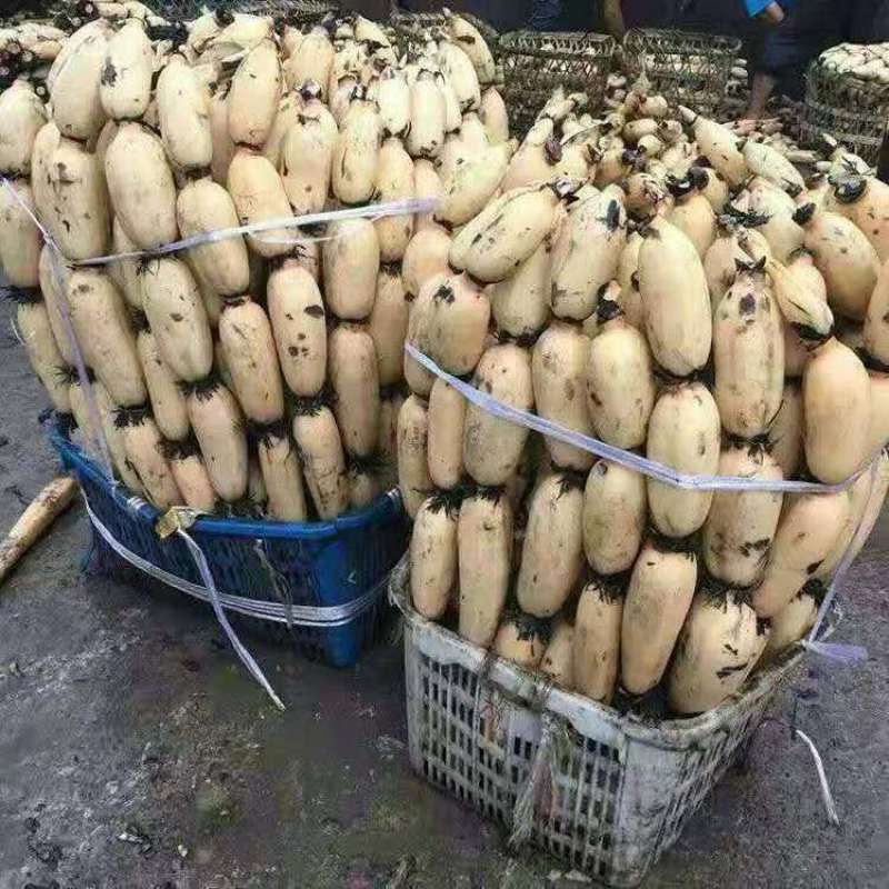 食用藕种苗粉藕脆藕浅水藕深水藕家庭荷花盆栽大型观赏池塘连莲藕