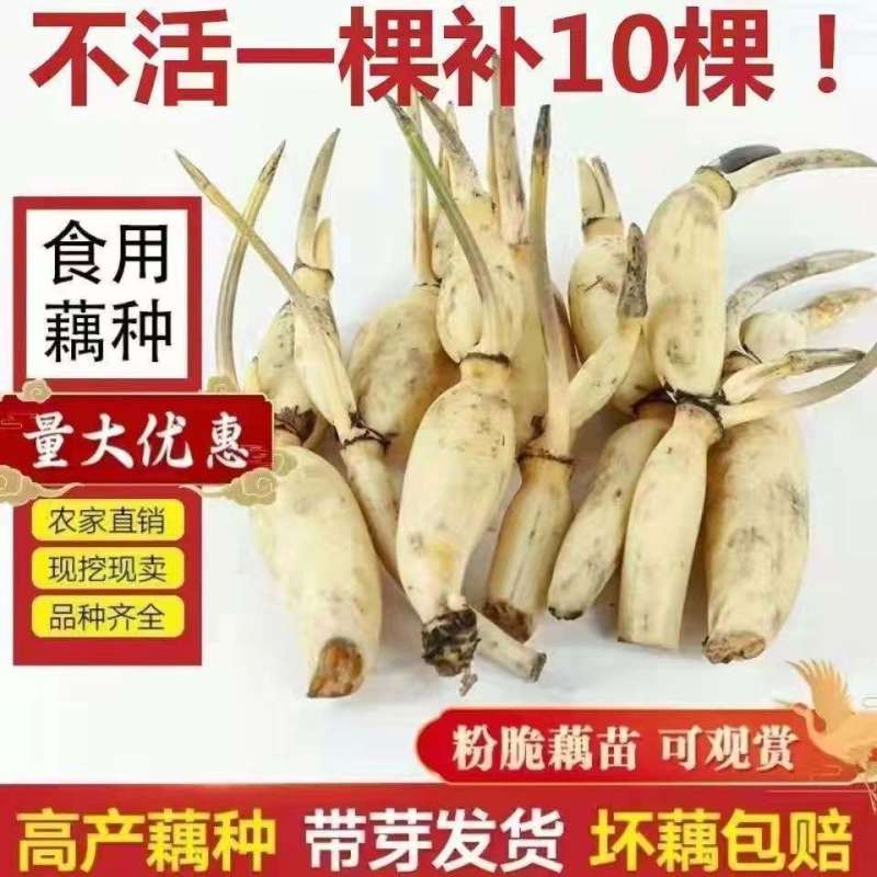 食用藕种苗粉藕脆藕浅水藕深水藕家庭荷花盆栽大型观赏池塘连莲藕