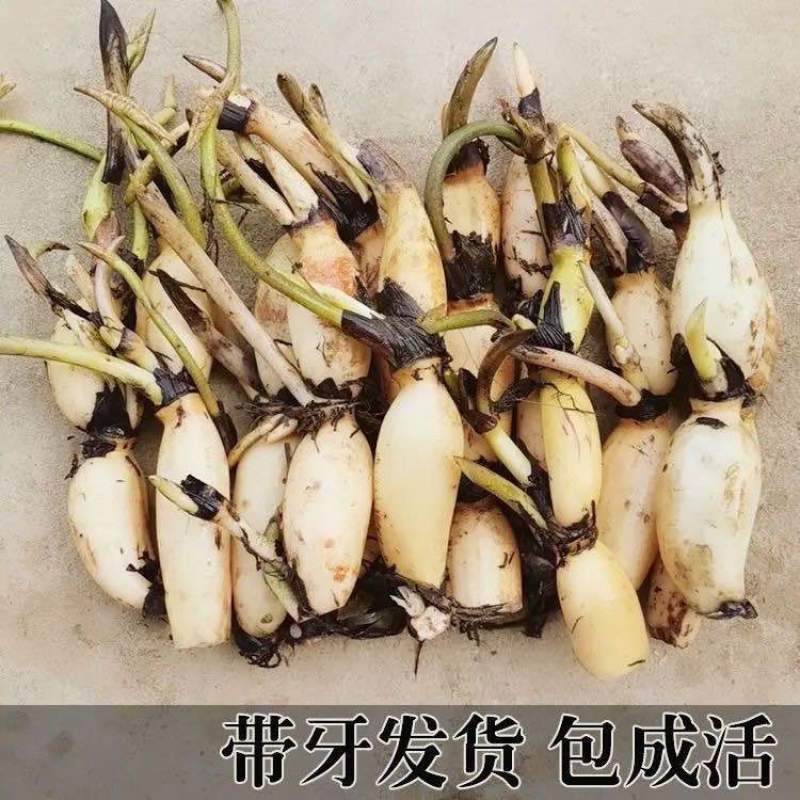 食用藕种苗粉藕脆藕浅水藕深水藕家庭荷花盆栽大型观赏池塘连莲藕