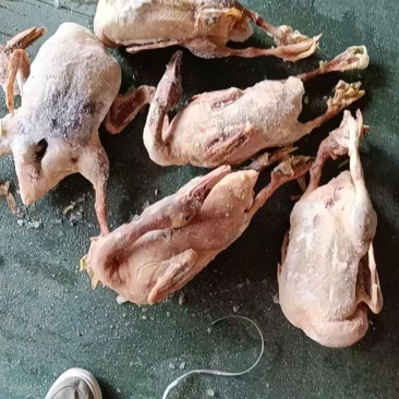 5斤二级全鸭有货