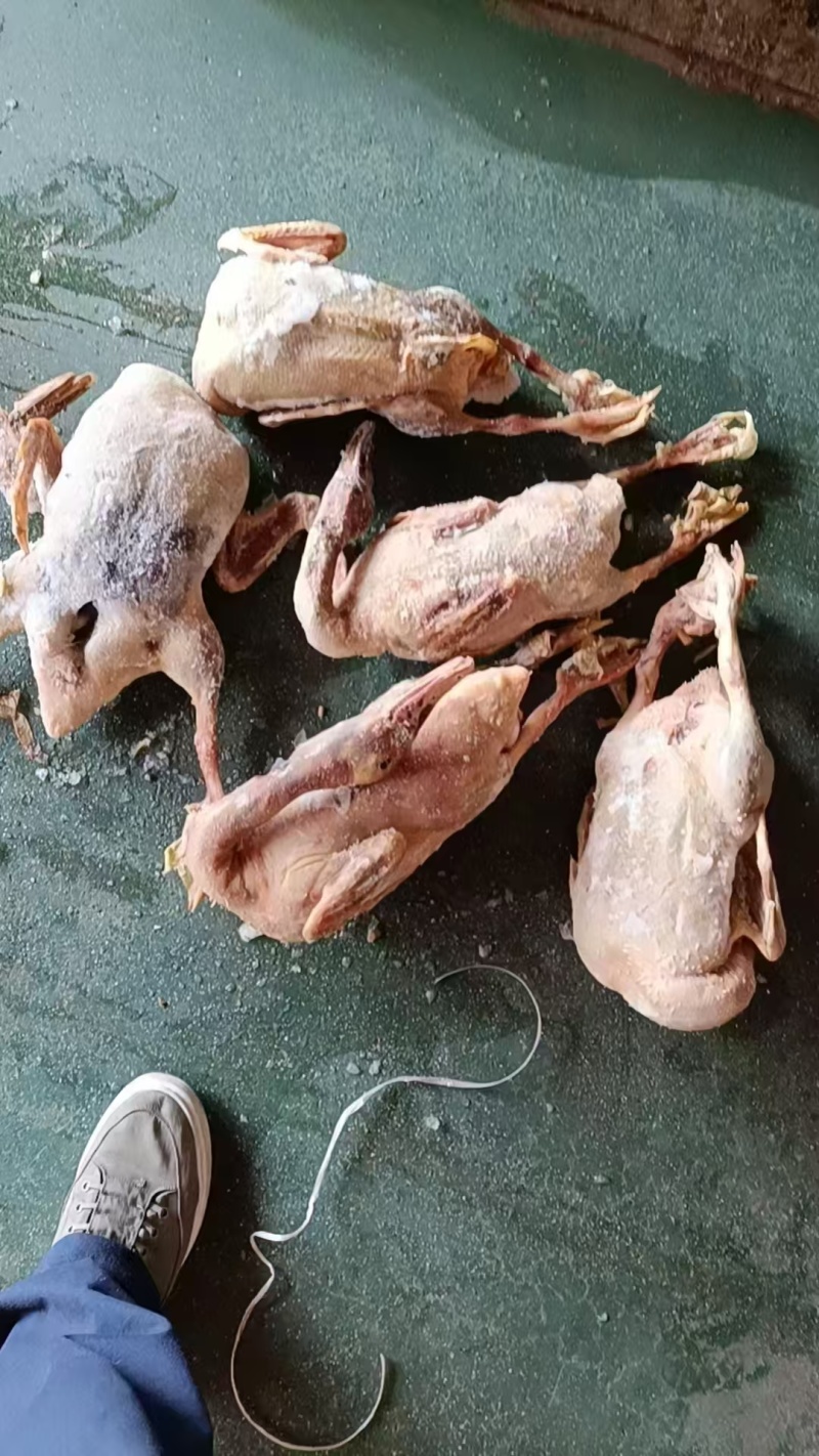 5斤二级全鸭有货