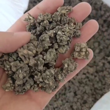 河南省淮滨县产地直销猫爪草