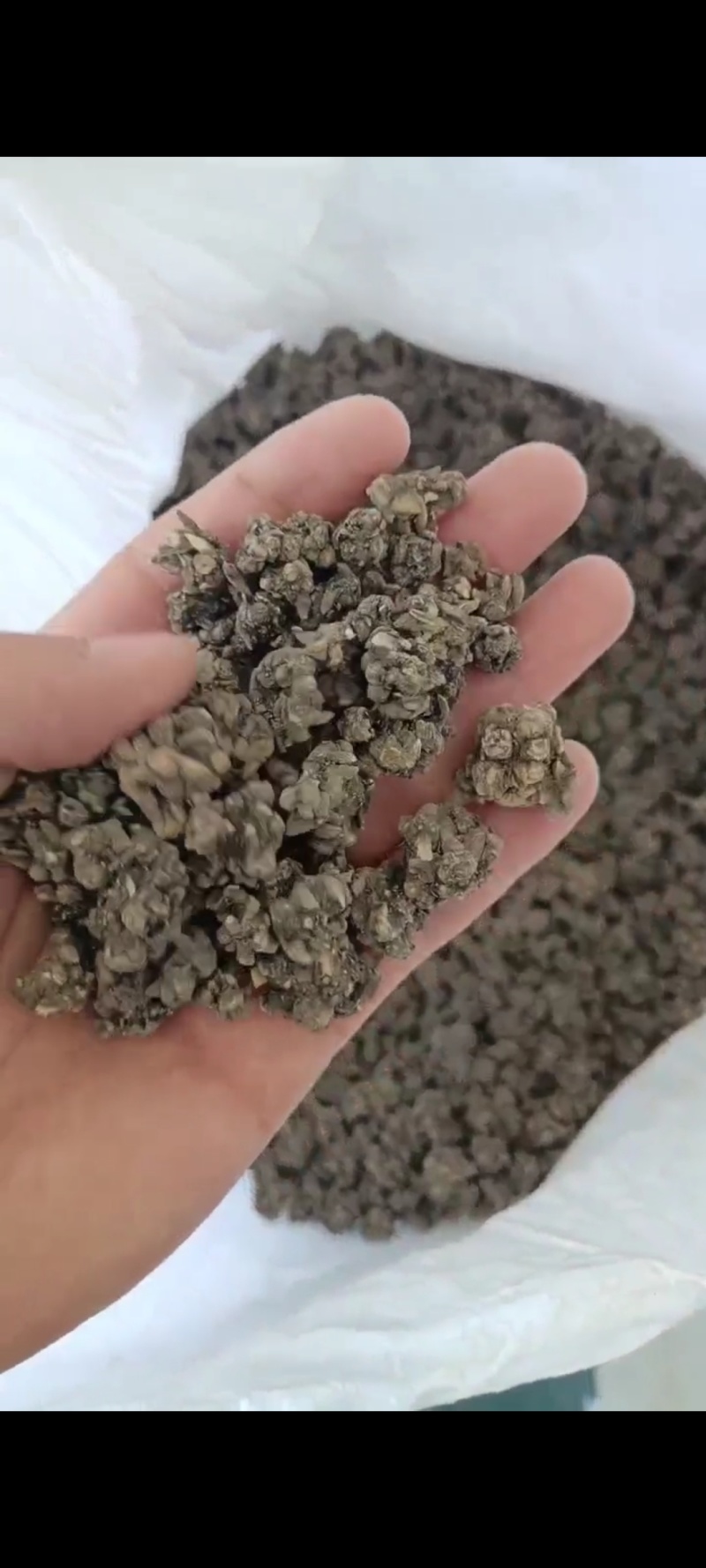 河南省淮滨县产地直销猫爪草