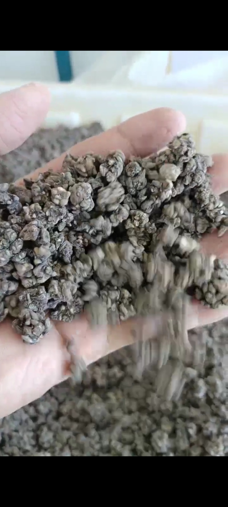 河南省淮滨县产地直销猫爪草