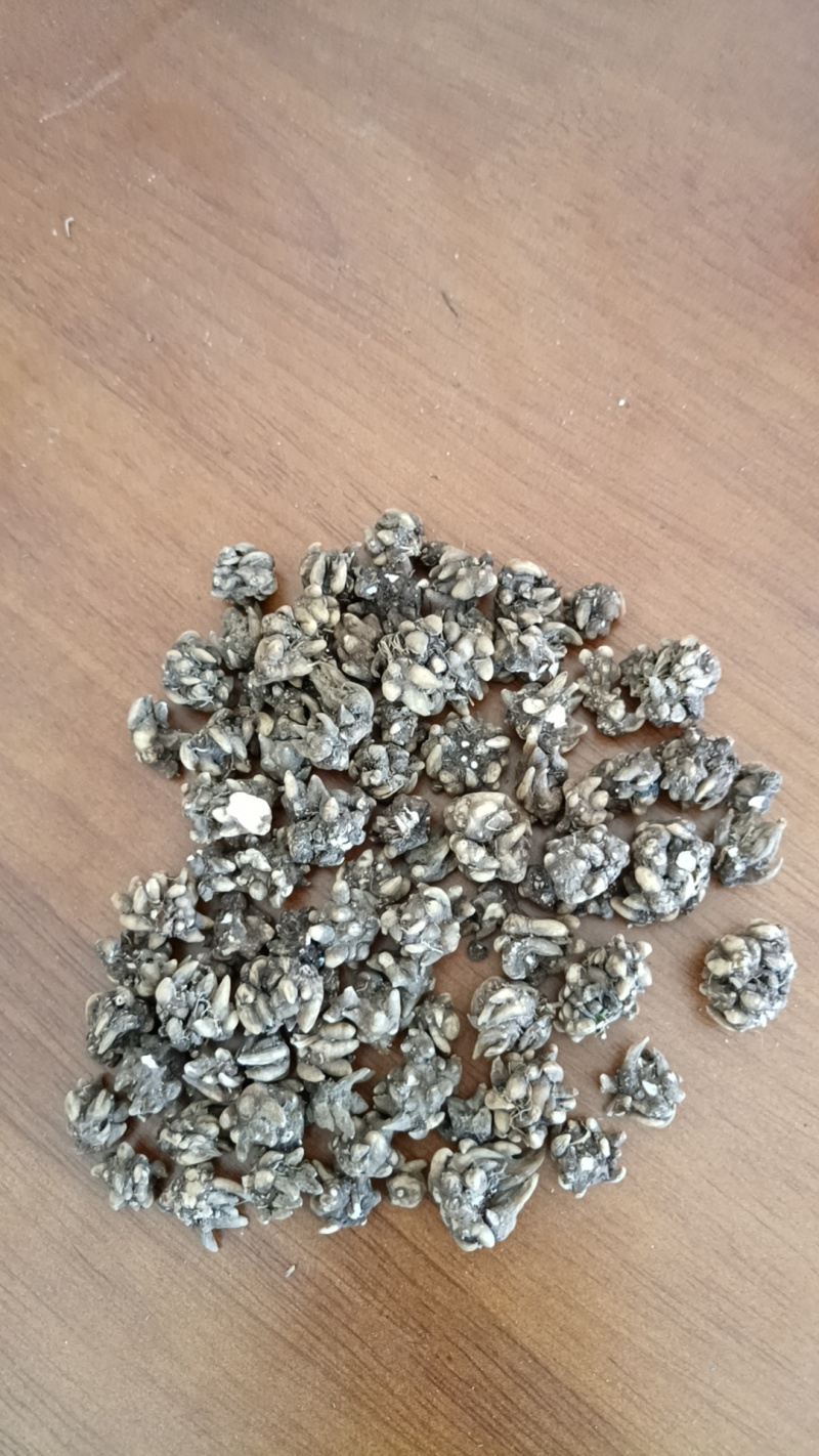 河南省淮滨县产地直销猫爪草