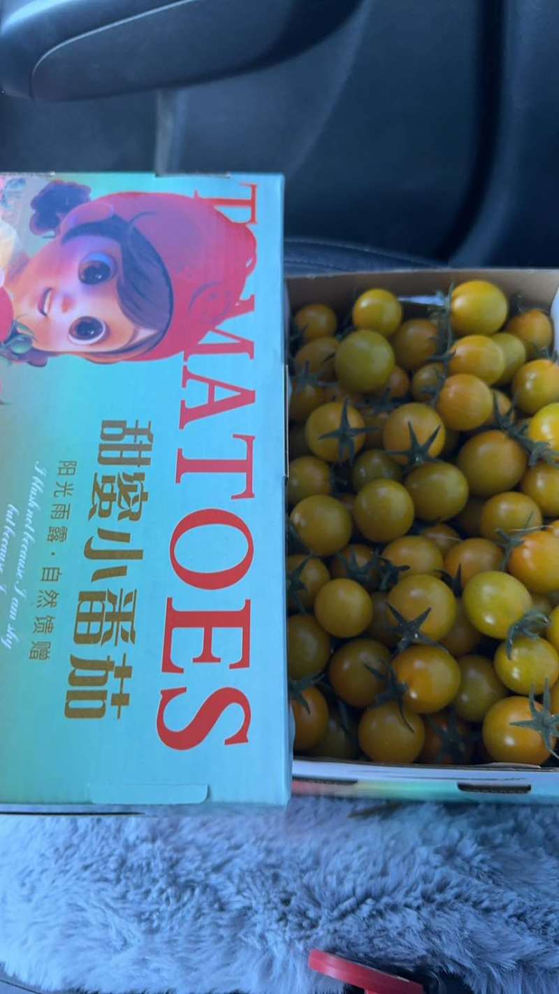 小黄409千玺铁皮串红