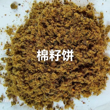 全脂膨化棉籽：蛋白➕脂肪38高能量，利于生长发育。高蛋