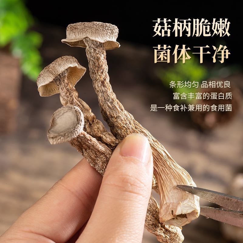 鹿茸菇