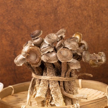 鹿茸菇
