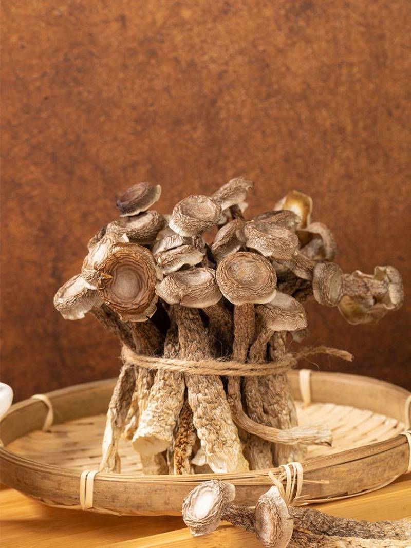 鹿茸菇