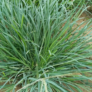 牛筋草