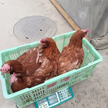 活鸡