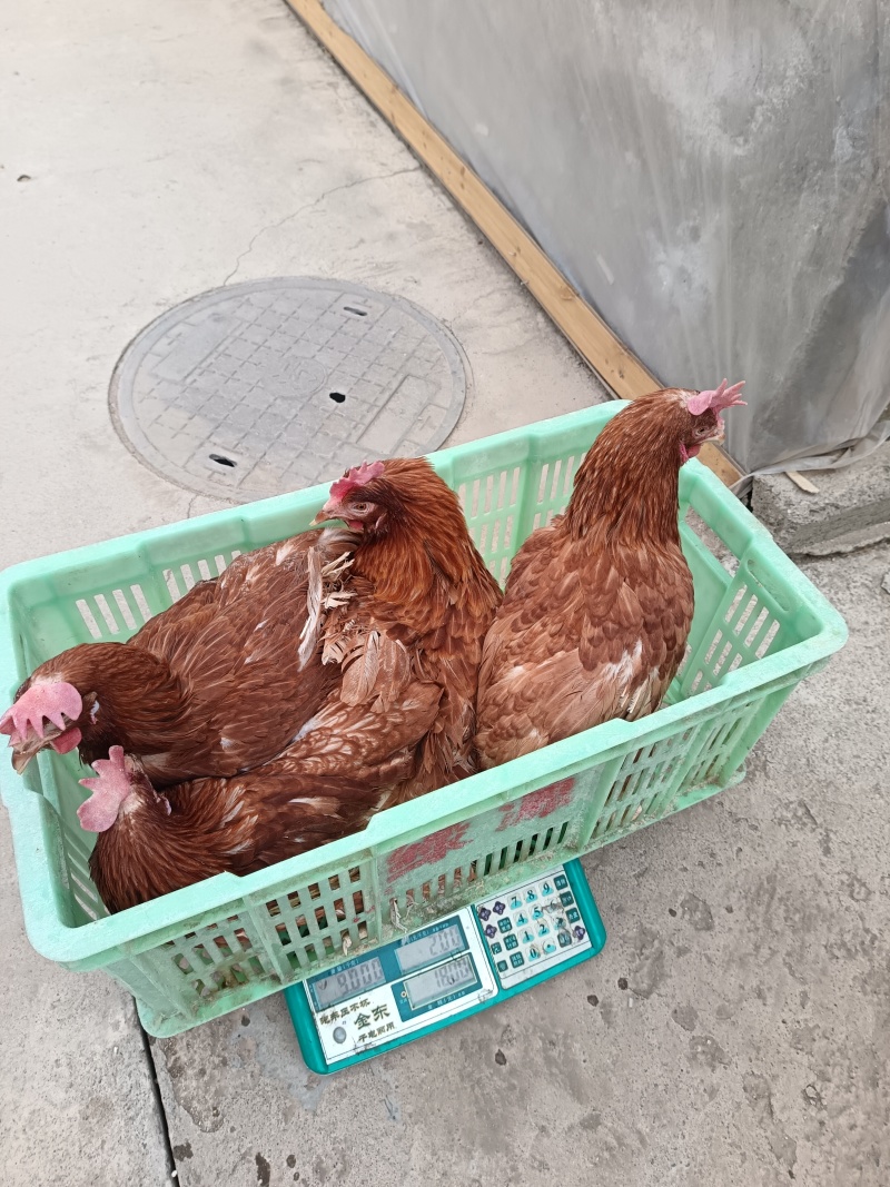 活鸡