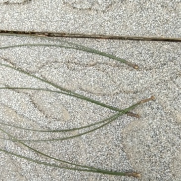 马尾松针