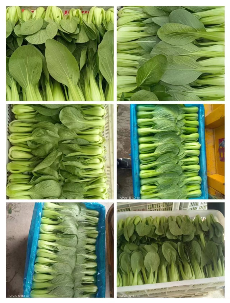 精品上海青