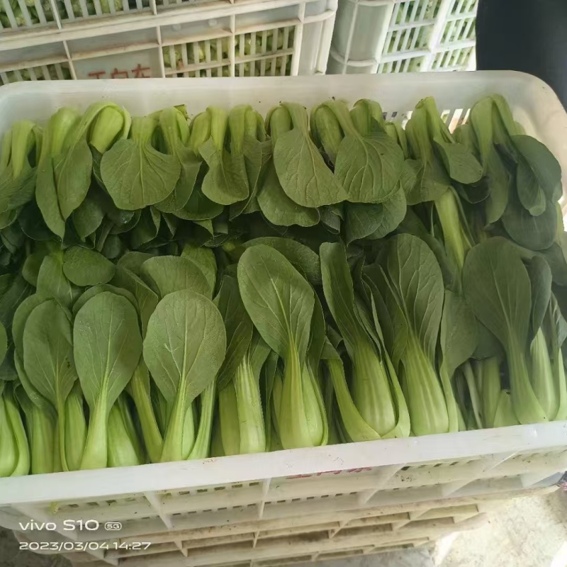 精品上海青