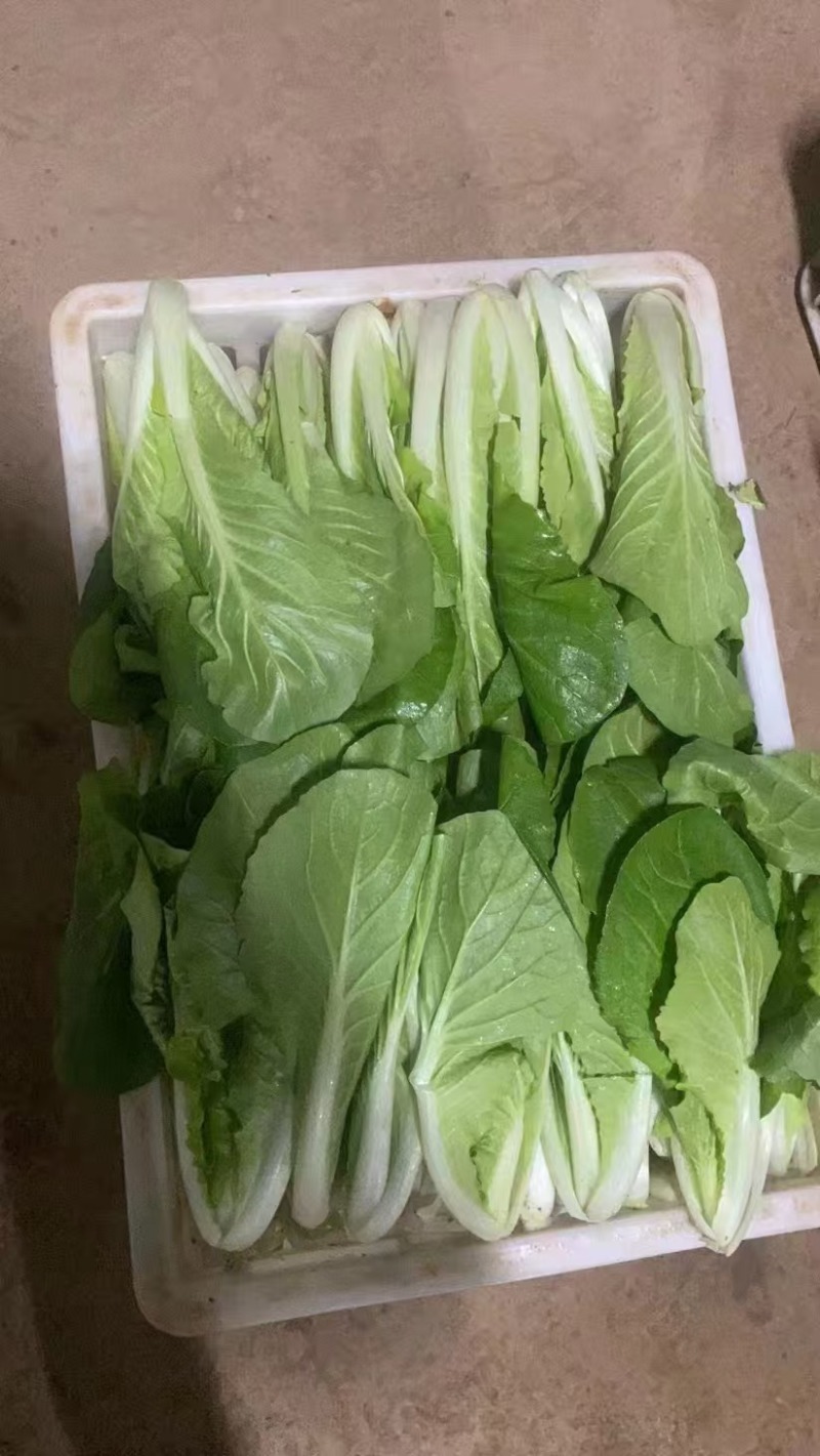 精品快菜
