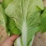 精品快菜